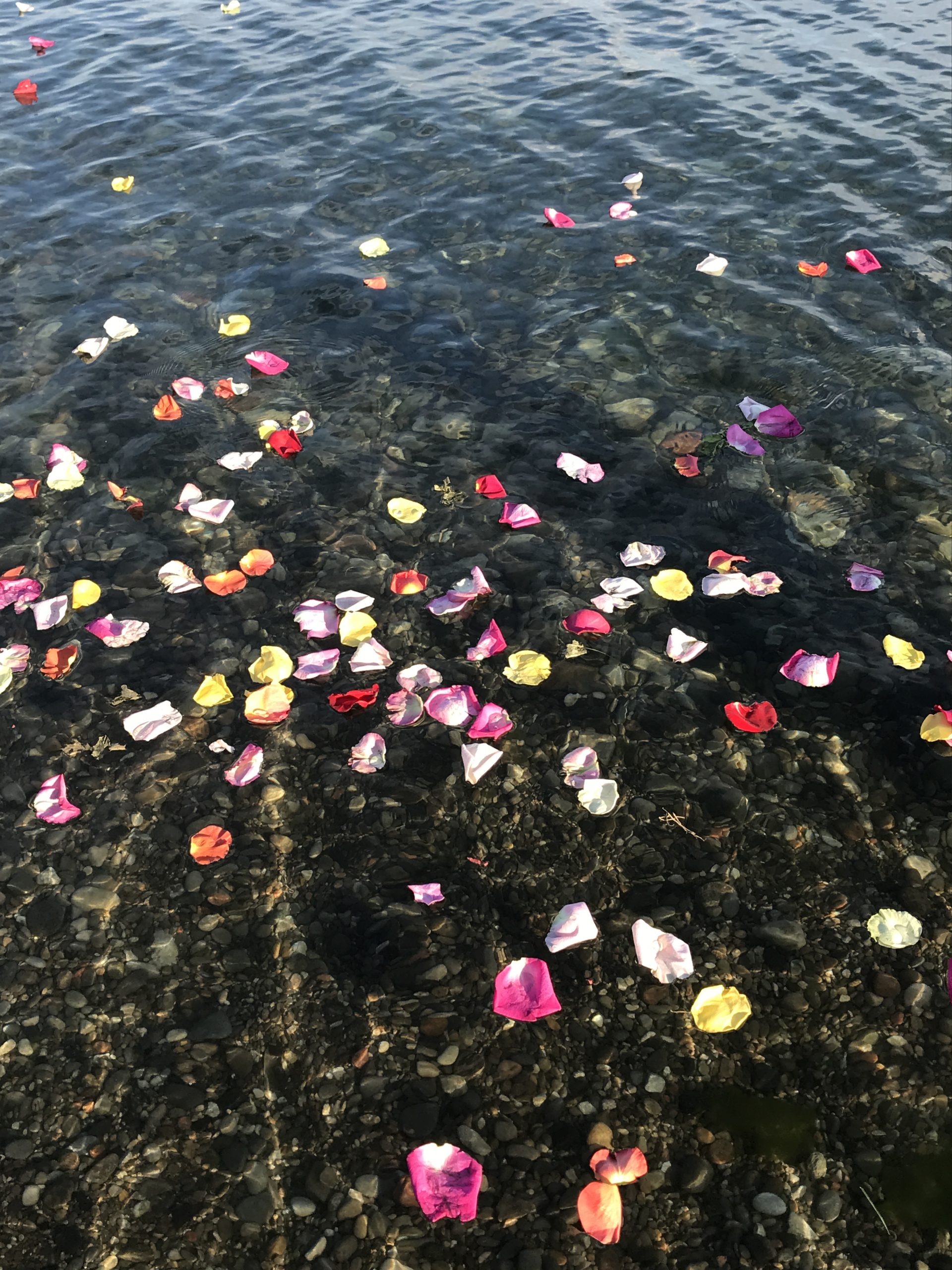 “Rose petals offered to Lake Ontario in a gesture of gratitude and reciprocity.”
